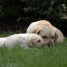 Szczenięta Labrador Retriever