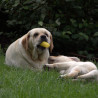 Szczenięta Labrador Retriever