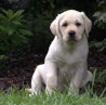 Szczenięta Labrador Retriever