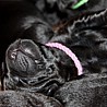 Szczenięta Labrador Retriever