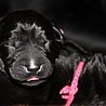 Szczenięta Labrador Retriever