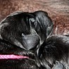 Szczenięta Labrador Retriever