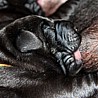 Szczenięta Labrador Retriever
