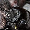 Szczenięta Labrador Retriever