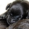 Szczenięta Labrador Retriever