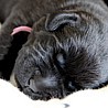 Szczenięta Labrador Retriever