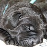 Szczenięta Labrador Retriever