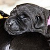 Szczenięta Labrador Retriever