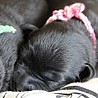 Szczenięta Labrador Retriever
