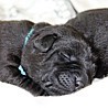 Szczenięta Labrador Retriever