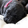 Szczenięta Labrador Retriever