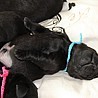 Szczenięta Labrador Retriever