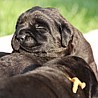 Szczenięta Labrador Retriever