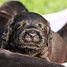 Szczenięta Labrador Retriever