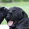 Szczenięta Labrador Retriever