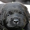Szczenięta Labrador Retriever