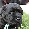 Szczenięta Labrador Retriever