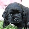 Szczenięta Labrador Retriever