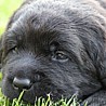 Szczenięta Labrador Retriever