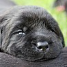 Szczenięta Labrador Retriever