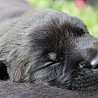 Szczenięta Labrador Retriever
