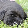 Szczenięta Labrador Retriever