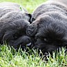 Szczenięta Labrador Retriever