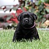 Szczenięta Labrador Retriever