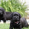 Szczenięta Labrador Retriever