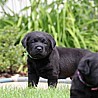 Szczenięta Labrador Retriever