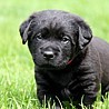 Szczenięta Labrador Retriever