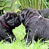 Szczenięta Labrador Retriever
