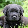 Szczenięta Labrador Retriever