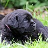 Szczenięta Labrador Retriever