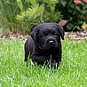 Szczenięta Labrador Retriever