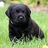 Szczenięta Labrador Retriever