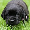 Szczenięta Labrador Retriever