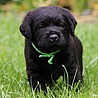 Szczenięta Labrador Retriever