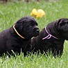 Szczenięta Labrador Retriever