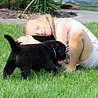 Szczenięta Labrador Retriever