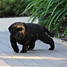 Szczenięta Labrador Retriever