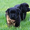 Szczenięta Labrador Retriever