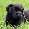 Szczenięta Labrador Retriever