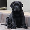 Szczenięta Labrador Retriever