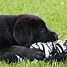 Szczenięta Labrador Retriever