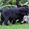 Szczenięta Labrador Retriever