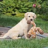Szczenięta Labrador Retriever
