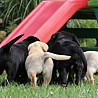 Szczenięta Labrador Retriever