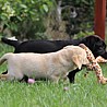 Szczenięta Labrador Retriever