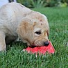 Szczenięta Labrador Retriever